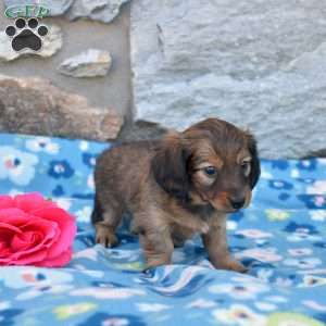 Olivia, Dachshund Puppy
